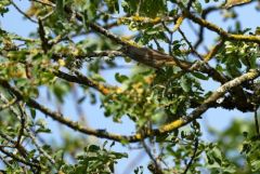 Rougequeue noir - Phoenicurus ochruros - Black Redstart<br>Vendée