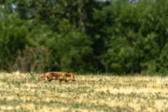 Renard roux - Vulpes vulpes - Red Fox<br>Grands Causses