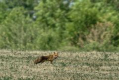Renard roux - Vulpes vulpes - Red Fox<br>Grands Causses
