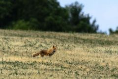 Renard roux - Vulpes vulpes - Red Fox<br>Grands Causses