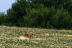 Renard roux - Vulpes vulpes - Red Fox<br>Grands Causses