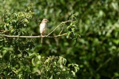 Pie-grièche écorcheur ♀ - Lanius collurio - Red-backed Shrike<br>Grands Causses