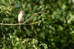 Pie-grièche écorcheur ♀ - Lanius collurio - Red-backed Shrike<br>Grands Causses