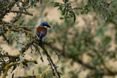Pie-grièche écorcheur ♂ - Lanius collurio - Red-backed Shrike<br>Grands Causses
