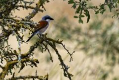 Pie-grièche écorcheur ♂ - Lanius collurio - Red-backed Shrike<br>Grands Causses