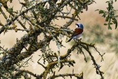Pie-grièche écorcheur ♂ - Lanius collurio - Red-backed Shrike<br>Grands Causses
