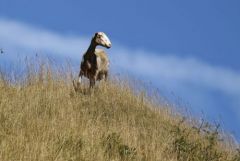 Mouton<br>Grands Causses