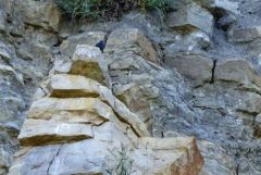 Monticole bleu ♂ - Monticola solitarius - Blue Rock Thrush<br>Grands Causses