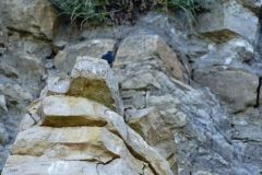 Monticole bleu ♂ - Monticola solitarius - Blue Rock Thrush<br>Grands Causses
