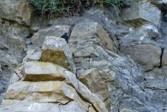 Monticole bleu ♂ - Monticola solitarius - Blue Rock Thrush<br>Grands Causses