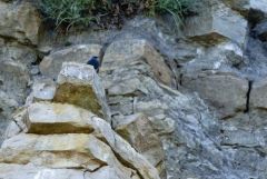 Monticole bleu ♂ - Monticola solitarius - Blue Rock Thrush<br>Grands Causses