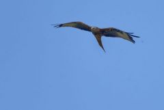 Milan royal - Milvus milvus - Red Kite<br>Grands Causses