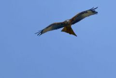 Milan royal - Milvus milvus - Red Kite<br>Grands Causses