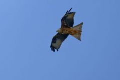 Milan royal - Milvus milvus - Red Kite<br>Grands Causses