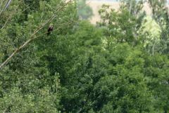 Milan noir - Milvus migrans - Black Kite<br>Grands Causses
