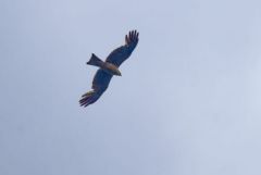 Milan noir - Milvus migrans - Black Kite<br>Grands Causses