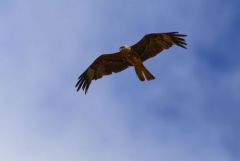 Milan noir - Milvus migrans - Black Kite<br>Grands Causses
