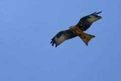 Milan royal - Milvus milvus - Red Kite<br>Grands Causses