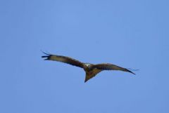 Milan royal - Milvus milvus - Red Kite<br>Grands Causses