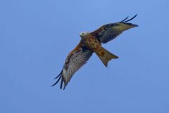 Milan royal - Milvus milvus - Red Kite<br>Grands Causses