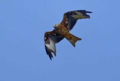 Milan royal - Milvus milvus - Red Kite<br>Grands Causses
