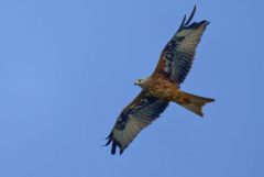 Milan royal - Milvus milvus - Red Kite<br>Grands Causses