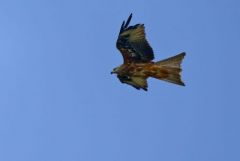 Milan royal - Milvus milvus - Red Kite<br>Grands Causses