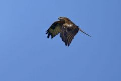 Milan royal - Milvus milvus - Red Kite<br>Grands Causses
