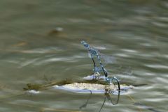 Ischnure élégante - Ischnura elegans <br>Grands Causses