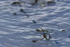 Ischnure élégante - Ischnura elegans <br>Grands Causses