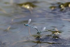 Ischnure élégante - Ischnura elegans <br>Grands Causses