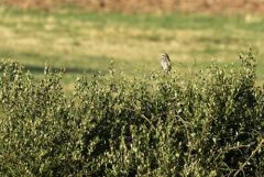 Hibou des marais - Asio flammeus - Short-eared Owl<br>Grands Causses