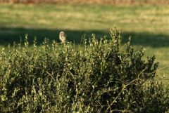 Hibou des marais - Asio flammeus - Short-eared Owl<br>Grands Causses