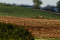 Hibou des marais - Asio flammeus - Short-eared Owl<br>Grands Causses
