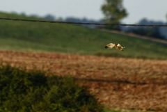 Hibou des marais - Asio flammeus - Short-eared Owl<br>Grands Causses