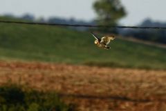 Hibou des marais - Asio flammeus - Short-eared Owl<br>Grands Causses