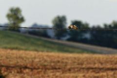 Hibou des marais - Asio flammeus - Short-eared Owl<br>Grands Causses