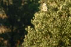 Hibou des marais - Asio flammeus - Short-eared Owl<br>Grands Causses