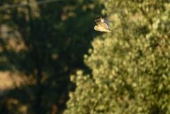 Hibou des marais - Asio flammeus - Short-eared Owl<br>Grands Causses