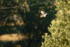 Hibou des marais - Asio flammeus - Short-eared Owl<br>Grands Causses