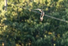 Hibou des marais - Asio flammeus - Short-eared Owl<br>Grands Causses