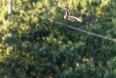 Hibou des marais - Asio flammeus - Short-eared Owl<br>Grands Causses
