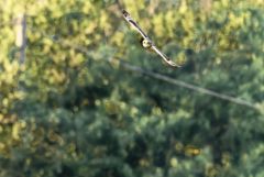 Hibou des marais - Asio flammeus - Short-eared Owl<br>Grands Causses
