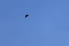 Grand Corbeau - Corvus corax - Northern Raven<br>Grands Causses