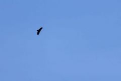 Grand Corbeau - Corvus corax - Northern Raven<br>Grands Causses