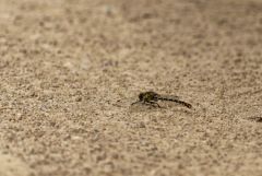 Gomphe à pinces - Onychogomphus forcipatus<br>Grands Causses
