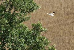 Élanion blanc - Elanus caeruleus - Black-winged Kite<br>Grands Causses