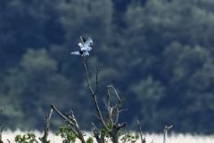 Élanion blanc - Elanus caeruleus - Black-winged Kite<br>Grands Causses