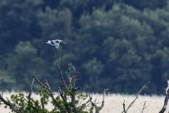 Élanion blanc - Elanus caeruleus - Black-winged Kite<br>Grands Causses