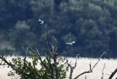 Élanion blanc - Elanus caeruleus - Black-winged Kite<br>Grands Causses